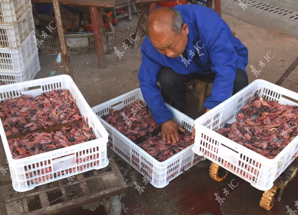 Xác vịt được bán cho người nuôi rắn làm thức ăn hoặc cho người bán rong trên đường phố để quay. Peter J. Li, chuyên gia người Trung Quốc ở tổ chức Humane Society International, kêu gọi cộng đồng chú ý hơn tới hành vi tàn ác với động vật trong ngành công nghiệp chăn nuôi gia cầm. Ông khuyến cáo các trang trại ngừng ấp số lượng lớn trứng vịt nếu vịt con quá nhiều.