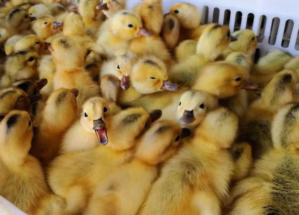 Các nhà hoạt động vì động vật nhận xét cách làm này quá tàn ác và đáng sợ, nhưng theo họ tình trạng không chỉ xảy ra tại Trung Quốc. Mỗi năm, có hàng tỷ con vịt, gà đực một ngày tuổi bị các trang trại cho chết ngạt hoặc chôn sống trên khắp thế giới do không thể đẻ trứng.