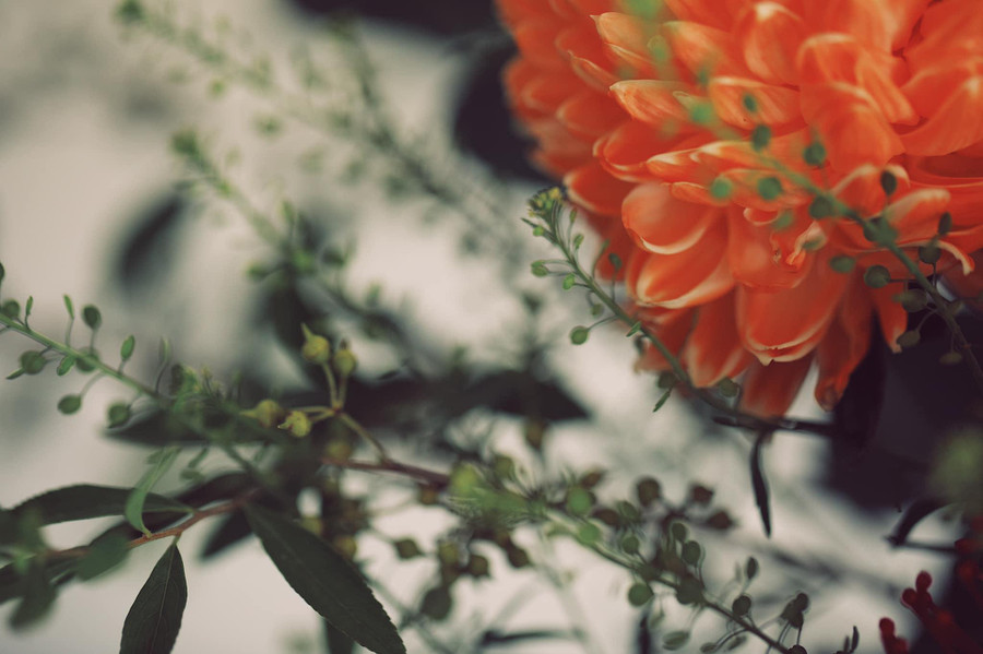 Sự đối lập luôn tạo ra sự thú vị. Hoa rất to rực rỡ được ôm ấp bởi cành mềm mại mỏng manh giúp hoa không còn thô cứng. Sự đối lập luôn tạo ra sự thú vị. Hoa rất to rực rỡ được ôm ấp bởi cành mềm mại mỏng manh giúp hoa không còn thô cứng.