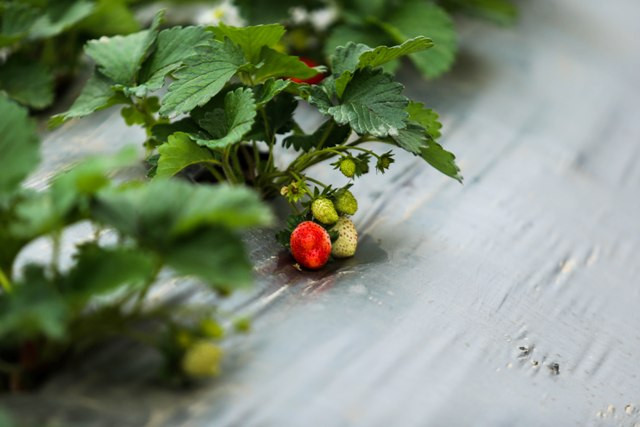 Những cây dâu tây được trồng cách đây 2 tháng đã cho ra quả.