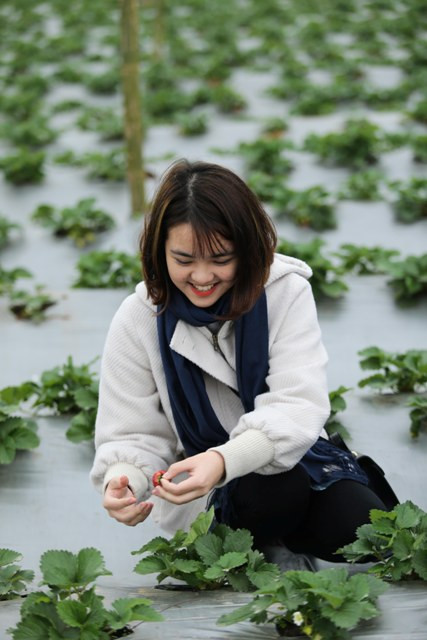 Bạn Bùi Thanh Nga rất thích thú với những trái dâu tây chín đỏ.