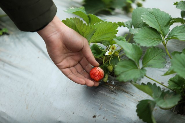 Những quả dâu chín xen kẽ những quả xanh và hoa.