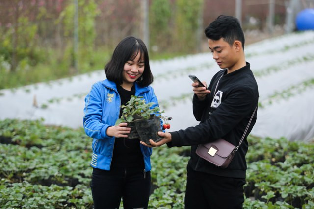 Bạn Nguyễn Thị Ánh Xuyên rất ngạc nhiên với vườn dâu tây tại nơi đây, loài cây mà phải đến Mộc Châu hay Đà Lạt mới thấy được.