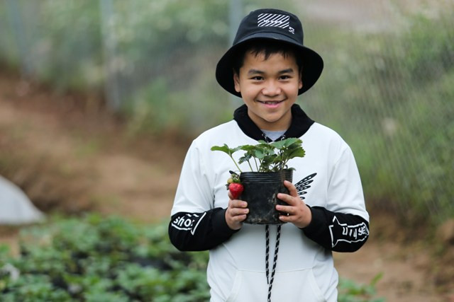 Dâu tây tại đây được chuyển từ Mộc Châu về, nhiều kỹ thuật viên và công nhân cũng được điều chuyển đến Hà Nội để chăm sóc.