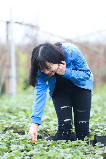 Nhiều bạn nhỏ thích thú với những cây dâu tây nhỏ xíu với quả dâu chín đỏ.