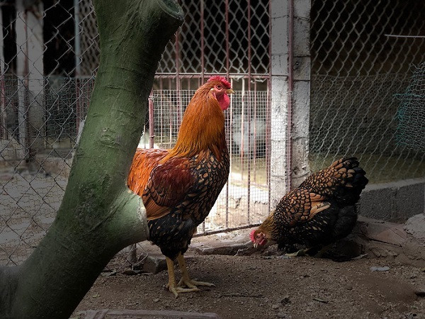 Đại gia Đài Loan sang Việt Nam: Bỏ 70 triệu mua 6 con gà khổng lồ ăn Tết