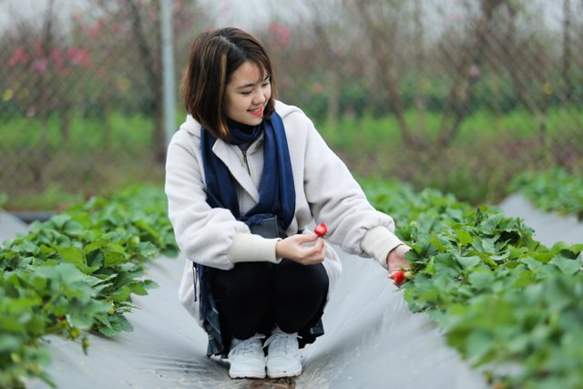 Hiện, trang trại dâu tây chưa mở cửa đón khách nhưng anh Văn Lực vẫn rất vui mừng khi các bạn trẻ đến để tham quan.