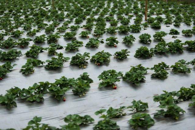 Vườn dâu tây rộng 4.000 m2 ngay giữa lòng Hà Nội