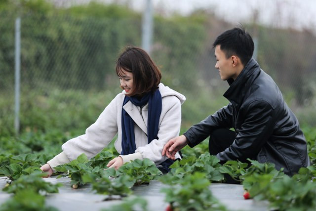 Các bạn trẻ thích thú chụp hình trên tay cầm những cây dâu tây vào dịp gần Tết.