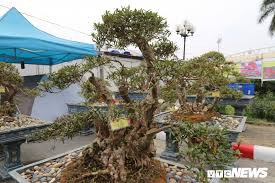 Đỗ quyên bonsai gần 400 tuổi giá một tỷ đồng tại Hà Nội