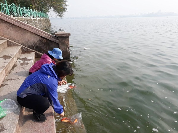 Điều cấm kỵ khi phóng sinh cá chép ngày ông Công ông Táo