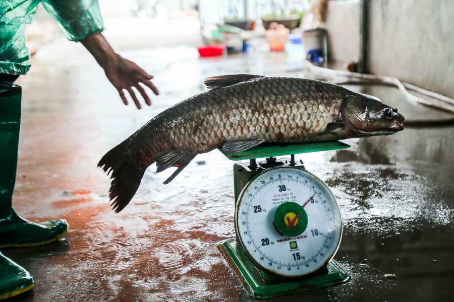 Cá trắm đen đạt tiêu chuẩn để kho là những con cá từ 4kg trở lên.