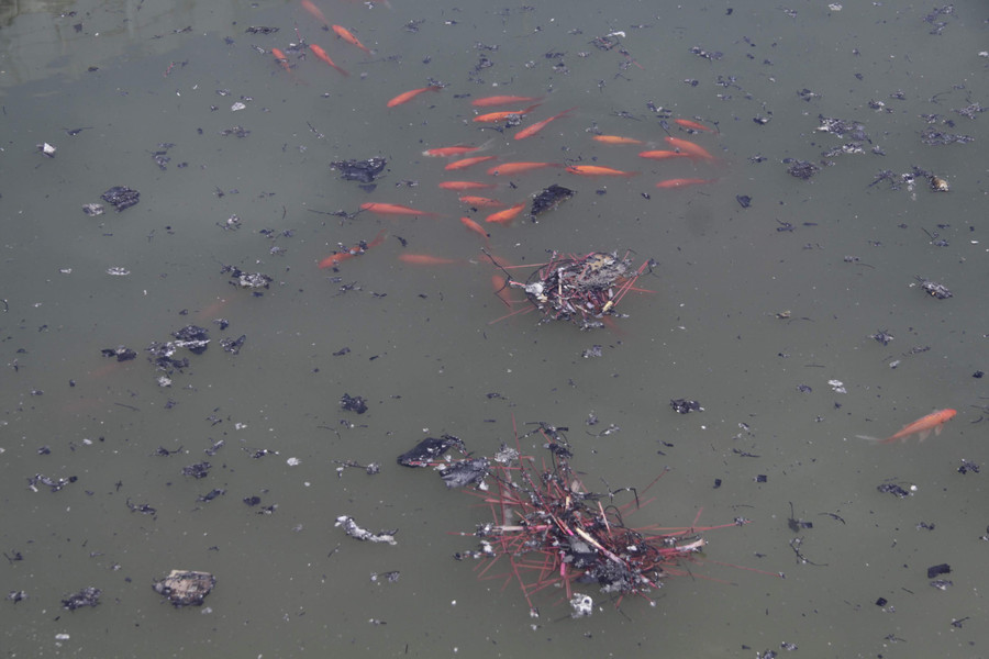 Những con cá được thả xuống Hồ giờ đây phải chịu sống chung với những lớp “ rác”