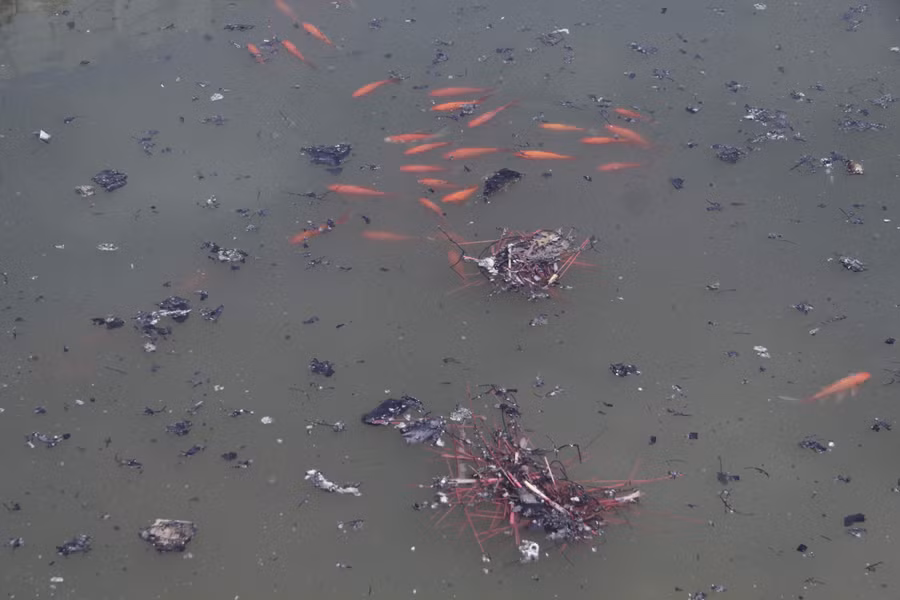 Những con cá được thả xuống Hồ giờ đây phải chịu sống chung với những lớp “ rác”