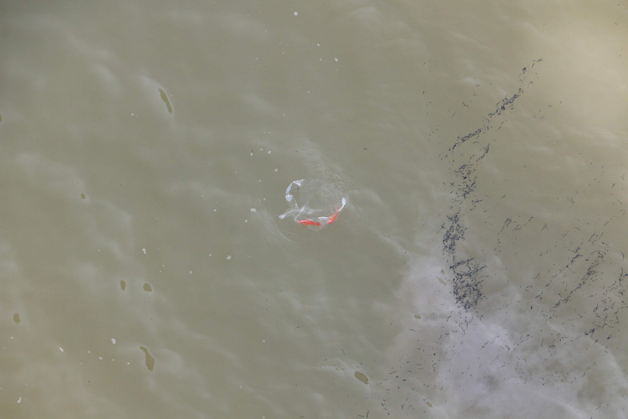 Những con cá vẫn còn nguyên trong túi nilon và không có đường thoát ra ngoài