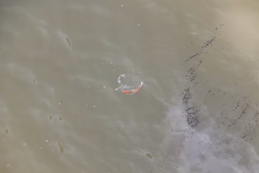 Những con cá vẫn còn nguyên trong túi nilon và không có đường thoát ra ngoài