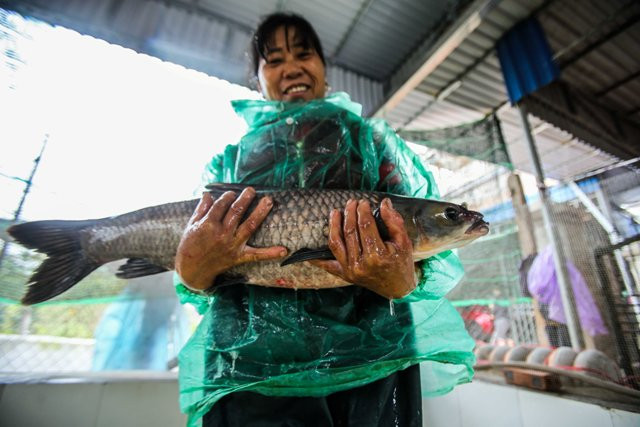 Những con cá trắm đen nguyên liệu chính của món cá kho được người dân làng Vũ Đại lựa chọn rất kỹ.