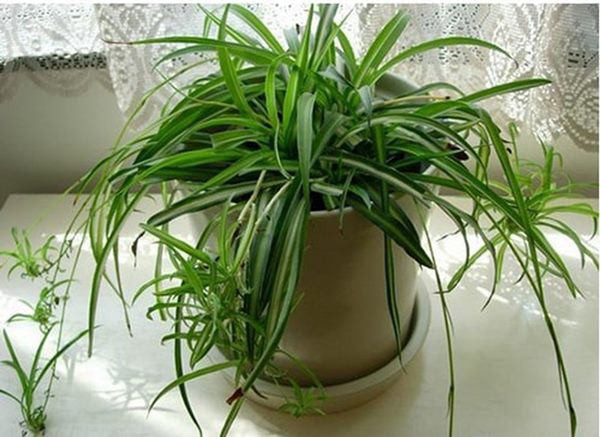 Nhà tắm đặt 7 loại cây này: Không lo thiếu nước, chẳng sợ cạn tiền ảnh 3 nha tam dat 7 loai cay nay, khong lo thieu nuoc, chang so can tien - 4
