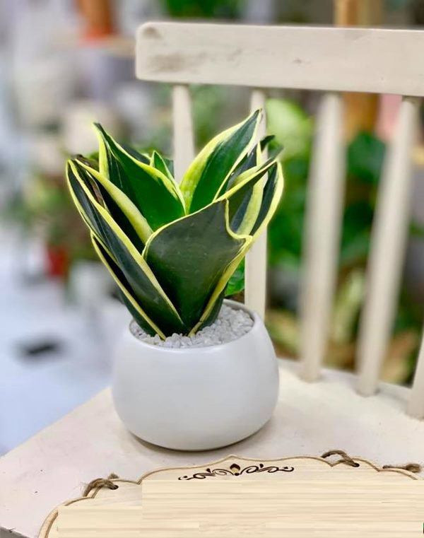 Nhà tắm đặt 7 loại cây này: Không lo thiếu nước, chẳng sợ cạn tiền ảnh 1 nha tam dat 7 loai cay nay, khong lo thieu nuoc, chang so can tien - 1