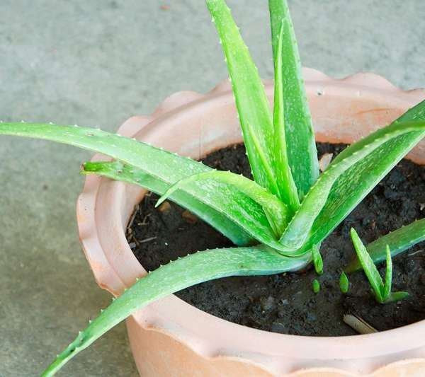 Nhà tắm đặt 7 loại cây này: Không lo thiếu nước, chẳng sợ cạn tiền ảnh 2 nha tam dat 7 loai cay nay, khong lo thieu nuoc, chang so can tien - 3