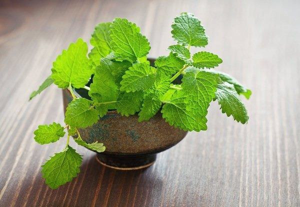 Cây bạc hà thích ánh sáng nhưng cũng ưa bóng râm, để trong phòng tắm, nhà vệ sinh thì tỉ lệ sống rất cao.