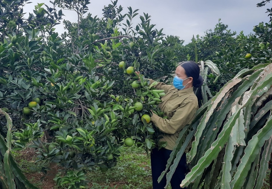Mô hình trồng cây ăn quả của gia đình chị Thắm mang lại hiệu quả kinh tế cao.
