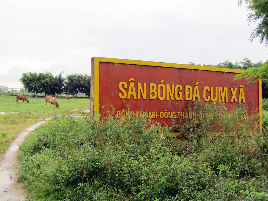 Hàng ngày, những đàn bò vào sân bóng gặm cỏ...(ảnh chụp ngày 19/8/2018)