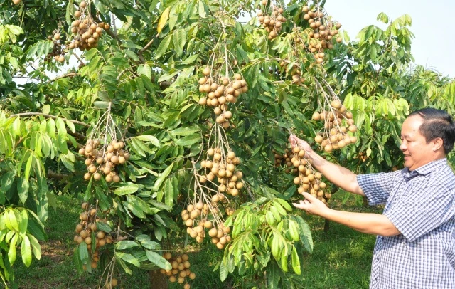 Vải sớm Phúc Hòa là một trong những nông sản đang dần có chỗ đứng trên thị trường của ngành nông nghiệp Tân Yên