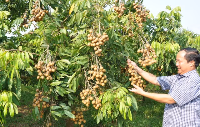 Vải sớm Phúc Hòa là một trong những nông sản đang dần có chỗ đứng trên thị trường của ngành nông nghiệp Tân Yên