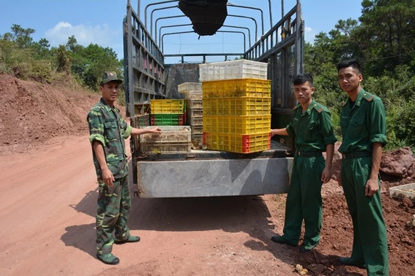 Bắt đối tượng vận chuyển 20 nghìn con gà con không rõ nguồn gốc xuất xứ, ảnh: QTV