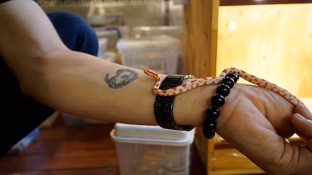 Chàng trai Hà Nội 10 năm nuôi rắn làm thú cưng - Hình 7