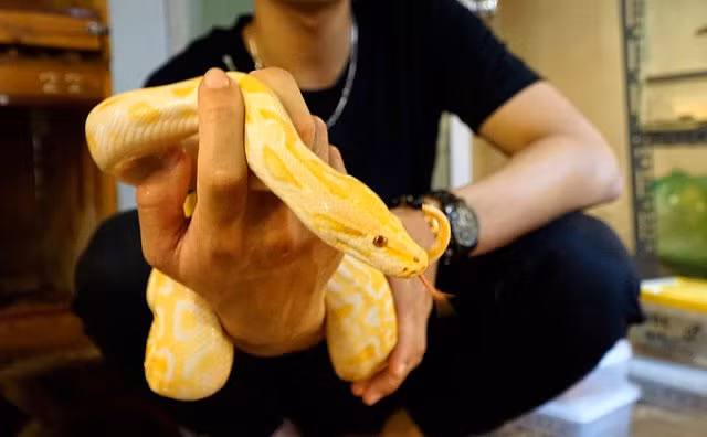 Chàng trai Hà Nội 10 năm nuôi rắn làm thú cưng - Hình 3