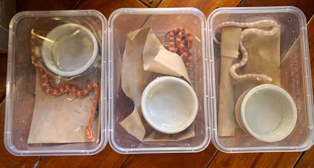 Chàng trai Hà Nội 10 năm nuôi rắn làm thú cưng - Hình 10