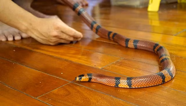 Chàng trai Hà Nội 10 năm nuôi rắn làm thú cưng - Hình 14