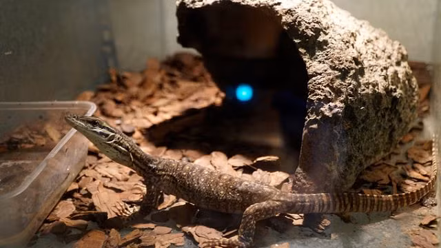 Chàng trai Hà Nội 10 năm nuôi rắn làm thú cưng - Hình 11