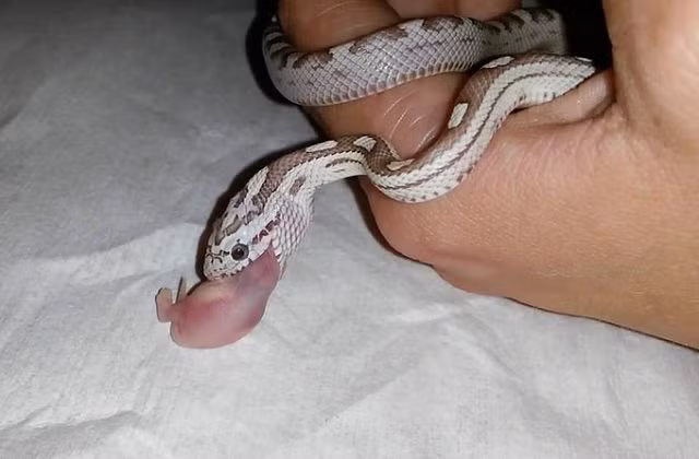 Chàng trai Hà Nội 10 năm nuôi rắn làm thú cưng - Hình 12