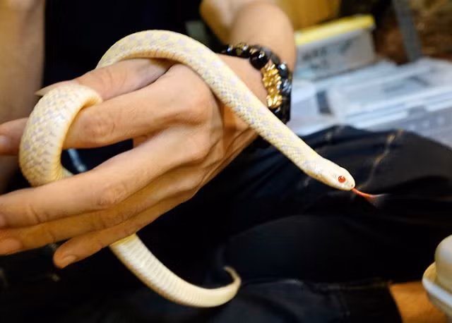 Chàng trai Hà Nội 10 năm nuôi rắn làm thú cưng - Hình 8