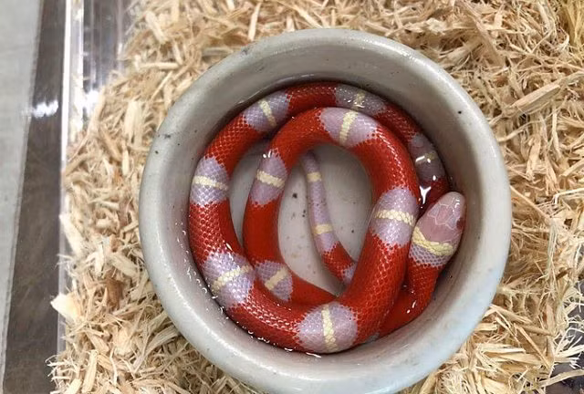 Chàng trai Hà Nội 10 năm nuôi rắn làm thú cưng - Hình 4