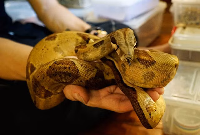 Chàng trai Hà Nội 10 năm nuôi rắn làm thú cưng - Hình 9