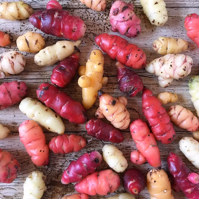 Những loại rau củ rực rỡ sắc màu khiến nhiều người không tin chúng có thật - Ảnh 17.