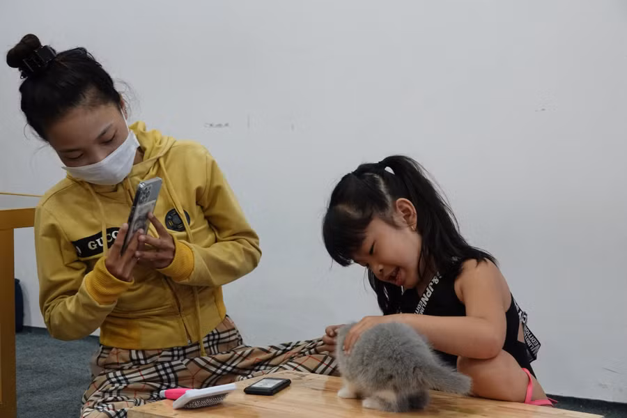 Đa số khách hàng tìm đến quán chơi đùa với mèo giải tỏa căng thẳng. Đa số khách hàng tìm đến quán chơi đùa với mèo giải tỏa căng thẳng.