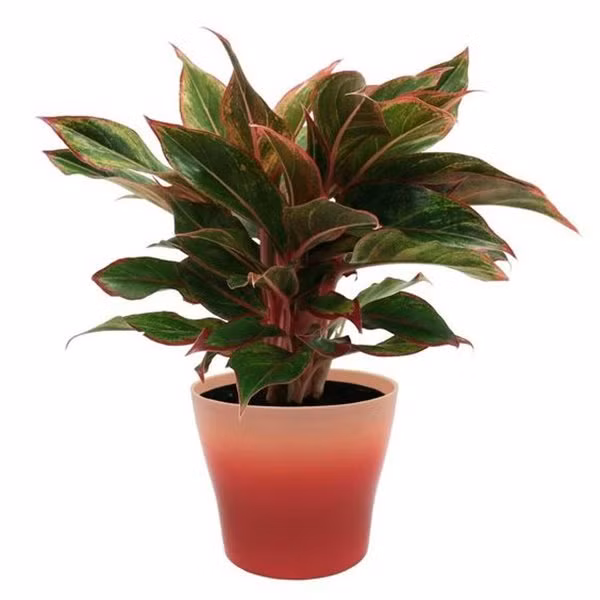 tuoi suu hop cay gi? nhung loai cay giup tuoi suu them giau sang, phu quy - 3