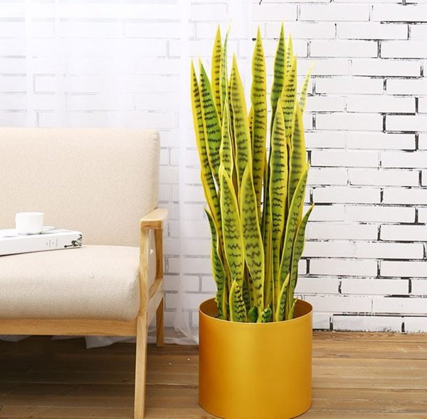 tuoi suu hop cay gi? nhung loai cay giup tuoi suu them giau sang, phu quy - 5