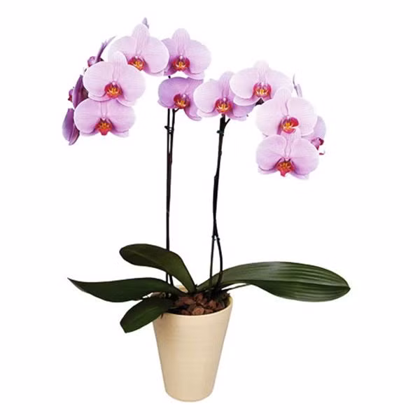 tuoi suu hop cay gi? nhung loai cay giup tuoi suu them giau sang, phu quy - 6