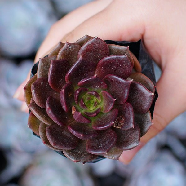 tuoi suu hop cay gi? nhung loai cay giup tuoi suu them giau sang, phu quy - 7