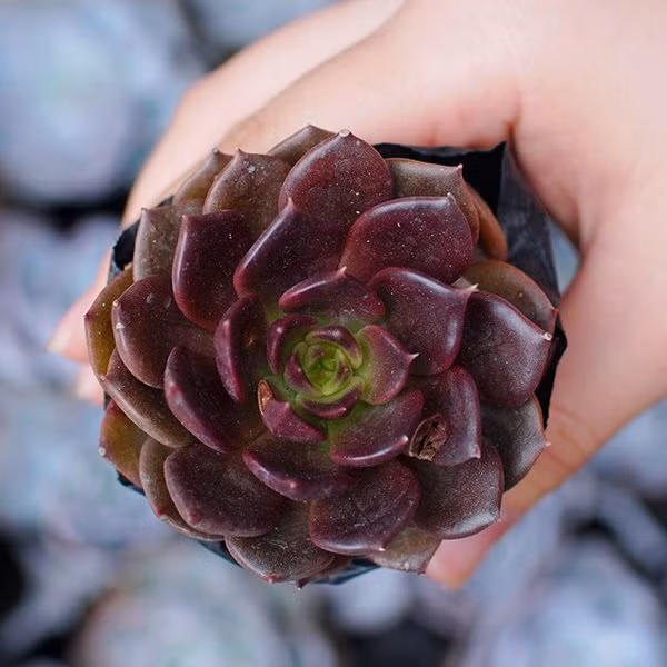 tuoi suu hop cay gi? nhung loai cay giup tuoi suu them giau sang, phu quy - 7