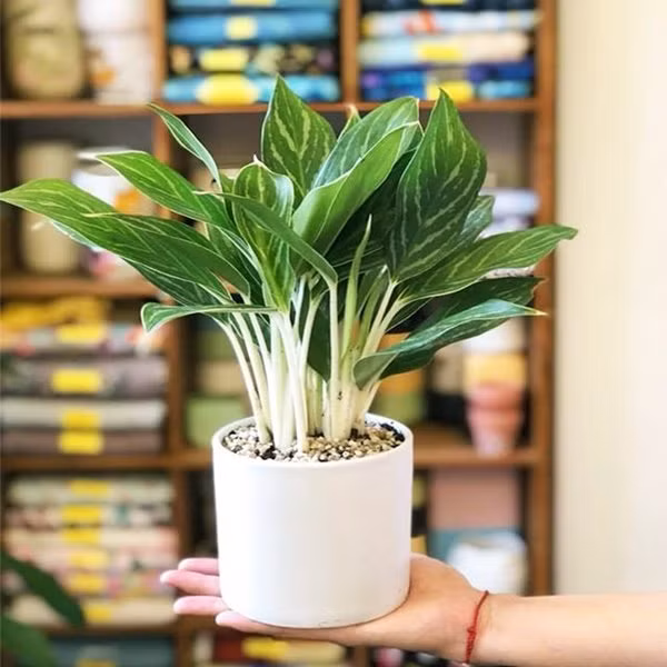 tuoi suu hop cay gi? nhung loai cay giup tuoi suu them giau sang, phu quy - 10