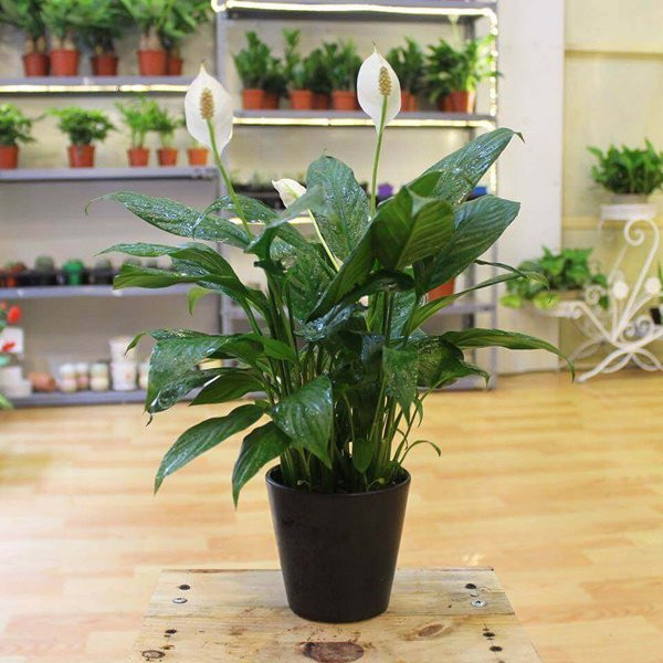 tuoi suu hop cay gi? nhung loai cay giup tuoi suu them giau sang, phu quy - 12