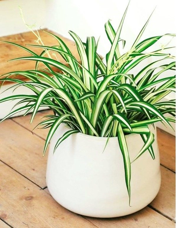 tuoi suu hop cay gi? nhung loai cay giup tuoi suu them giau sang, phu quy - 11