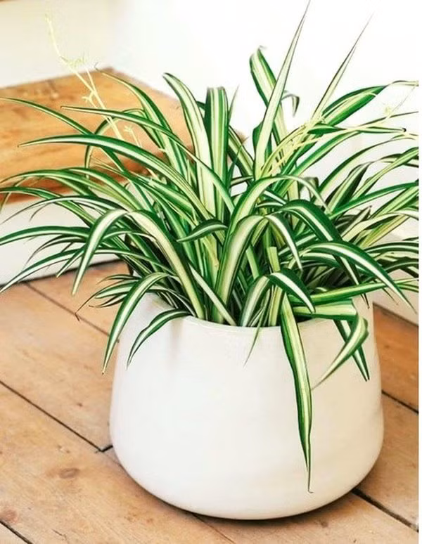 tuoi suu hop cay gi? nhung loai cay giup tuoi suu them giau sang, phu quy - 11